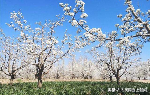 赏花、赶集、选美……海原县第二届文化旅游节等你来