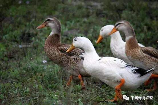 把鸭养在果园里，不但对鸭很好，而且对果园也很有利