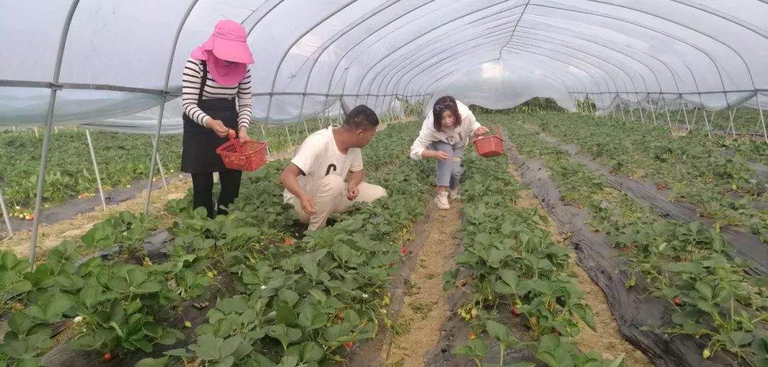 傥水河畔草莓香