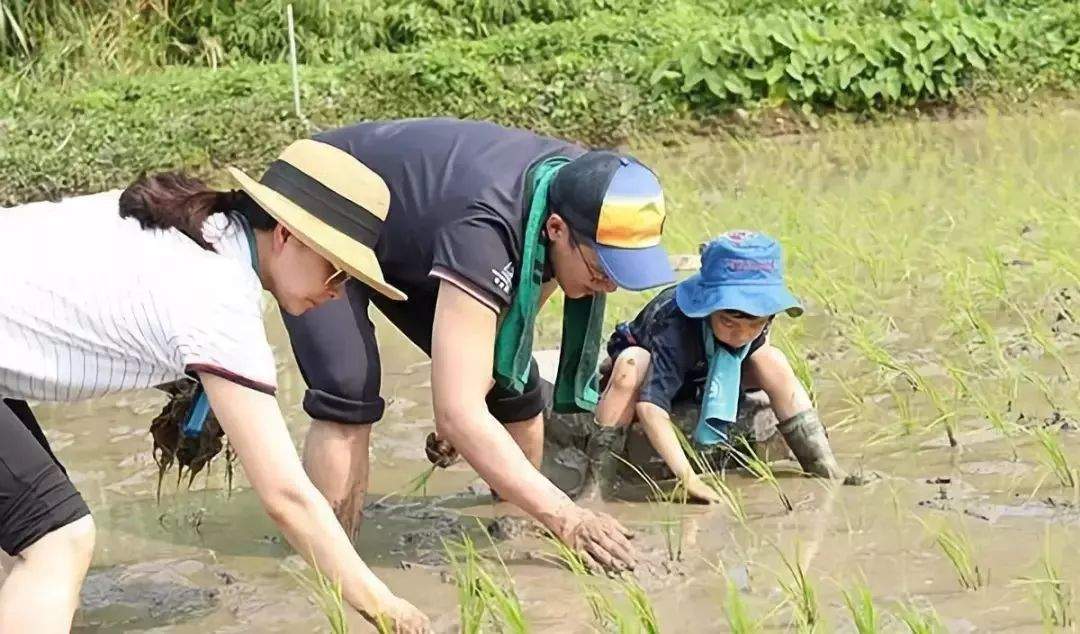 霍启刚夫妇带儿子下田插秧：真正的富养，是让孩子吃苦