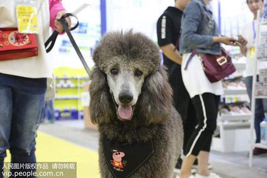 犬只误食异烟肼中毒丧生 这种爱犬“杀手”到底是什么？