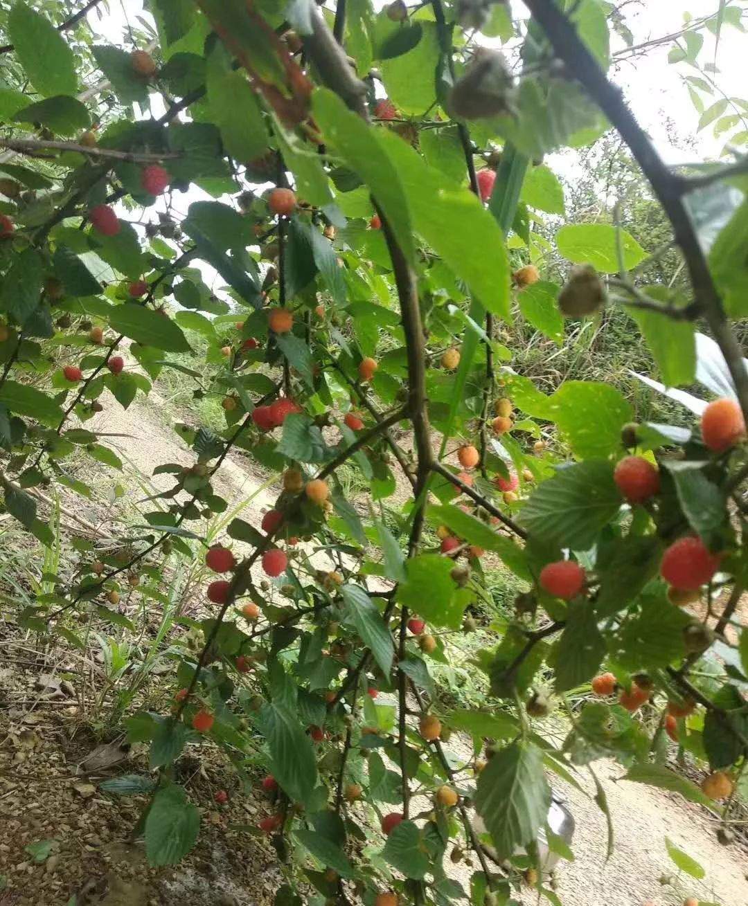 又到了利川人吃“萢”的季节，有空回老家摘起来吧！满满儿时的回忆！