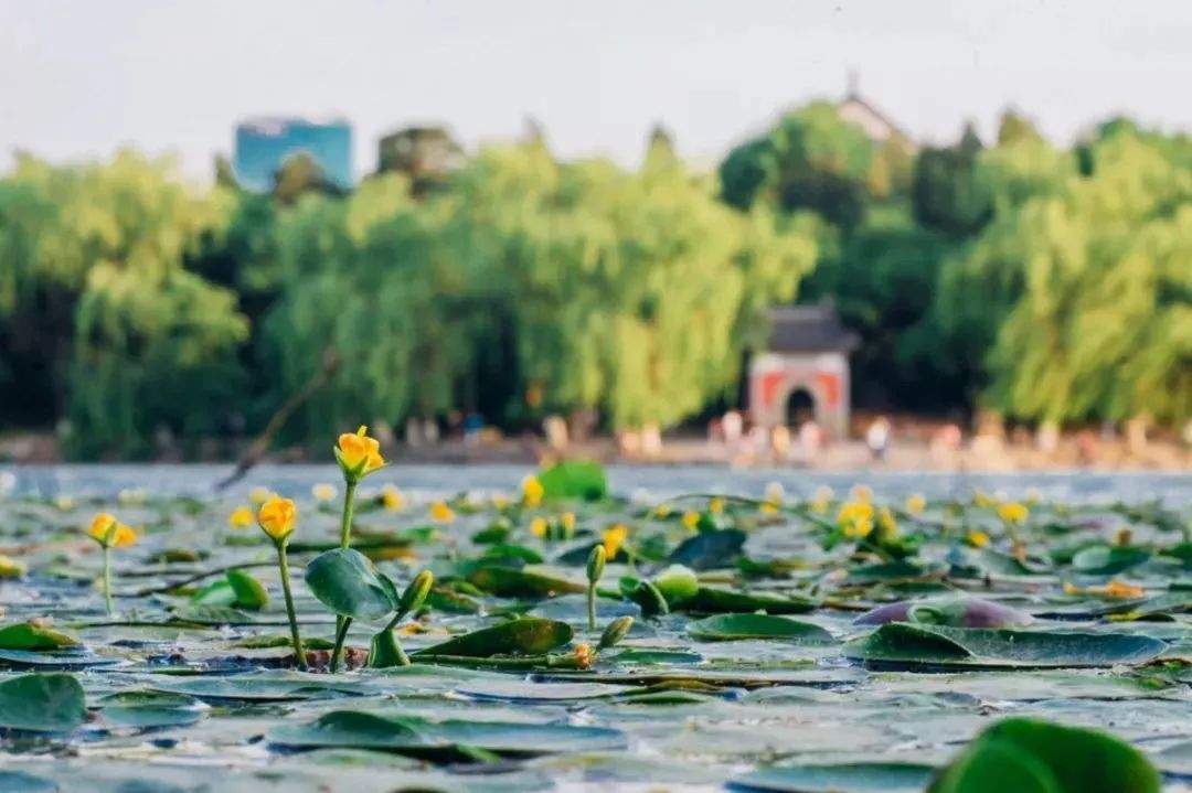 北京大学，生日快乐！| 特别关注