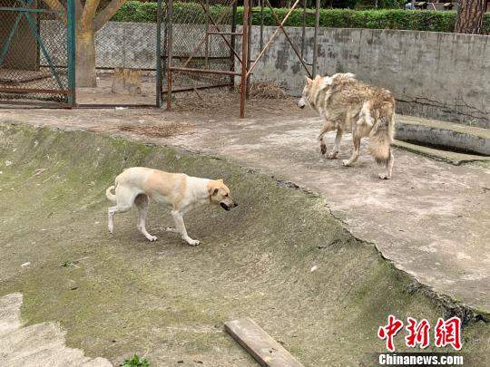 动物园“狗狼同笼”引热议 园方回应：没必要分开