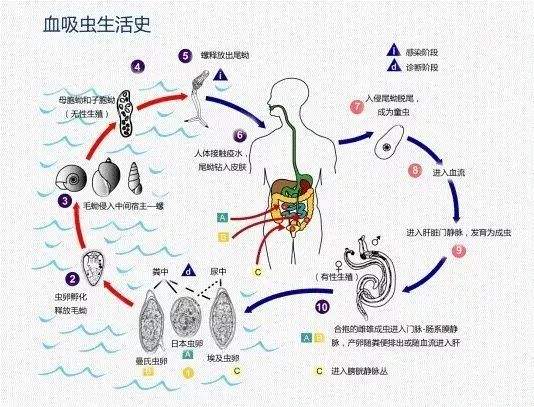 38年后这个病卷土重来？广东这个地方启动Ⅲ级应急响应