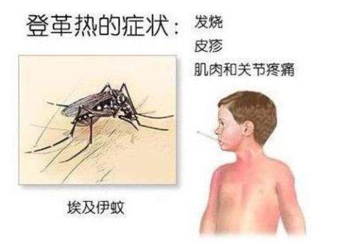 天气湿热蚊子非常活跃，疾控部门提醒市民谨防登革热……