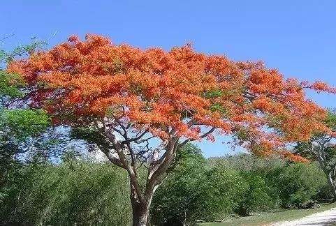 世界各国国花，不愧是国花！大开眼界~