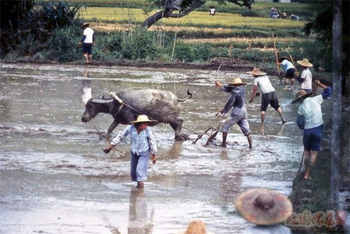 1979年的中国有了变化，街上竖起大幅广告，农贸市场已经出现