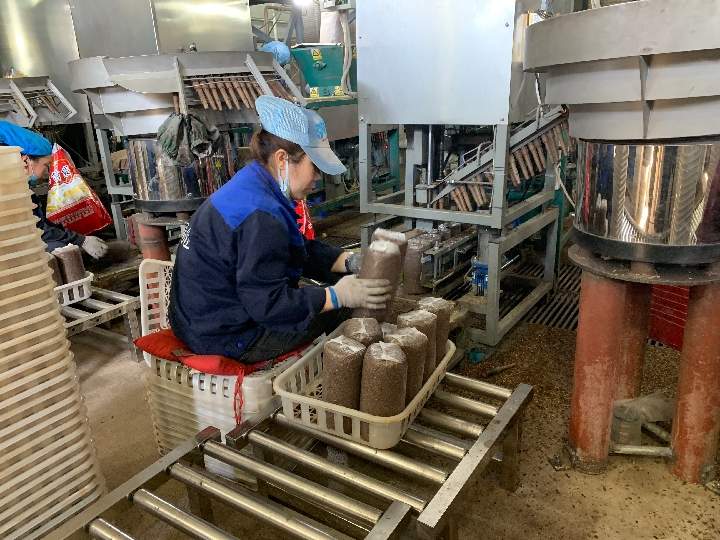 黑龙江拜泉：食用菌大棚里培育出脱贫希望