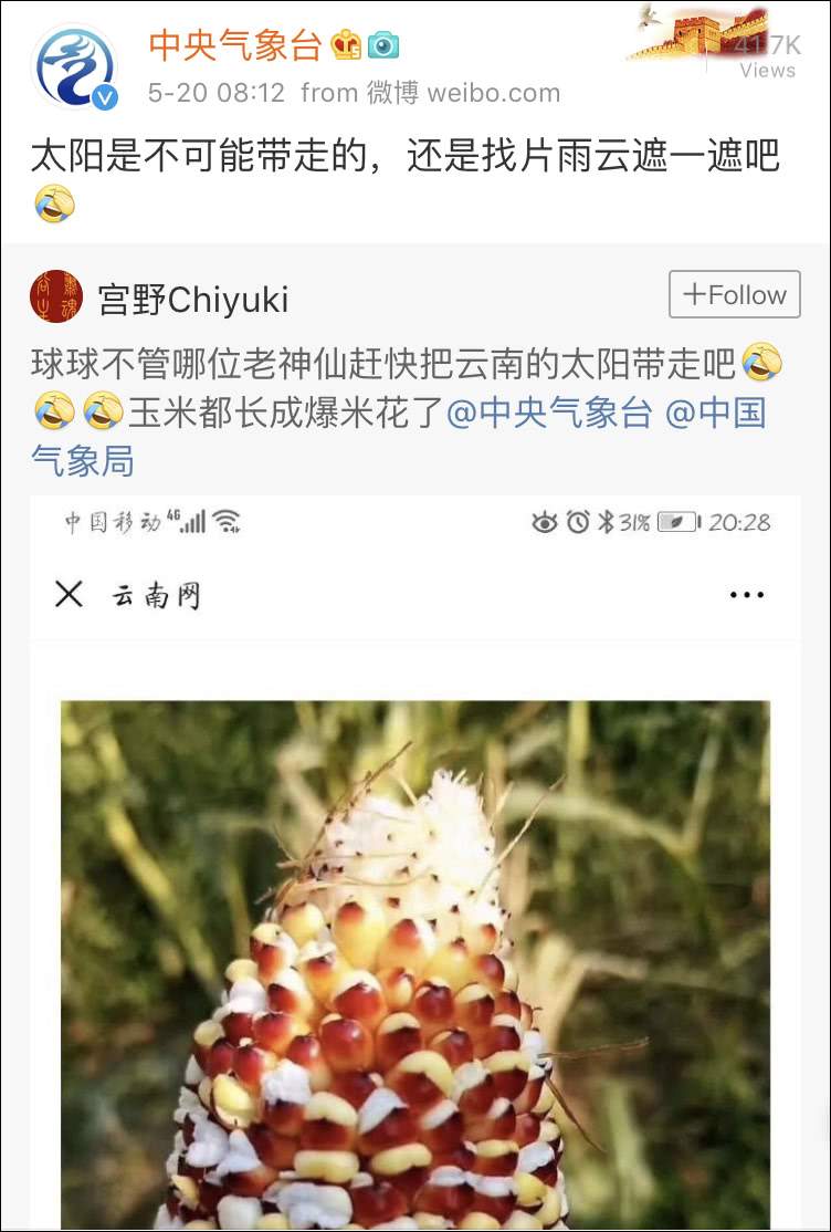 云南省持续高温干旱，玉米热成“爆米花”