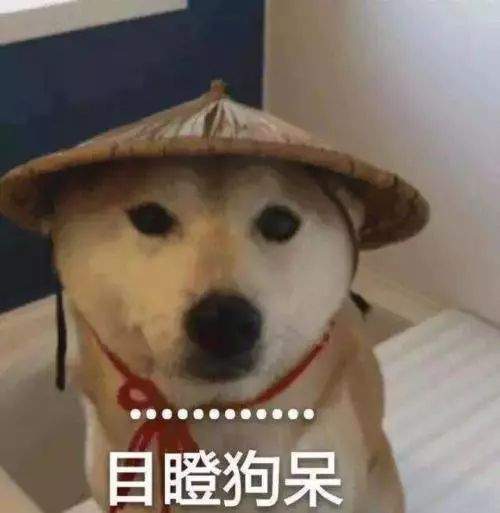 桐乡平均每天有48人因犬咬伤进医院！请文明养犬！