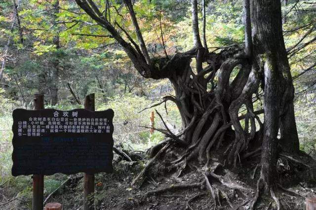 浓情端午，快乐六一，北方旅游线路伴您游览初夏风光