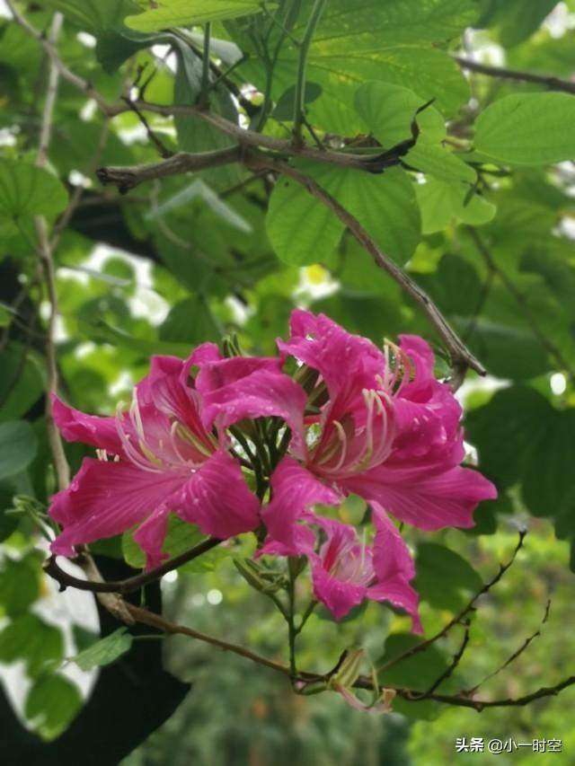 花花世界：一场大雨后，竟有这样惊艳的花团锦簇