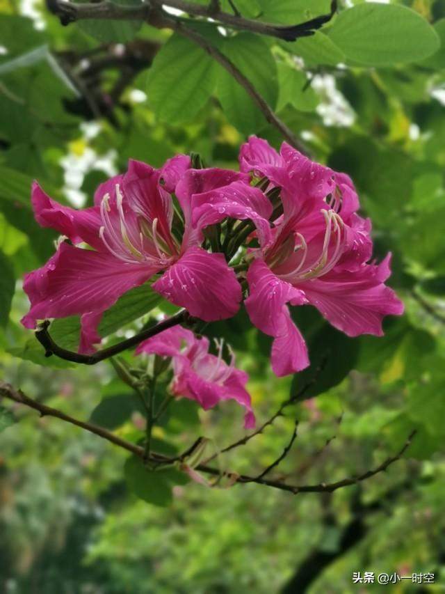 花花世界：一场大雨后，竟有这样惊艳的花团锦簇