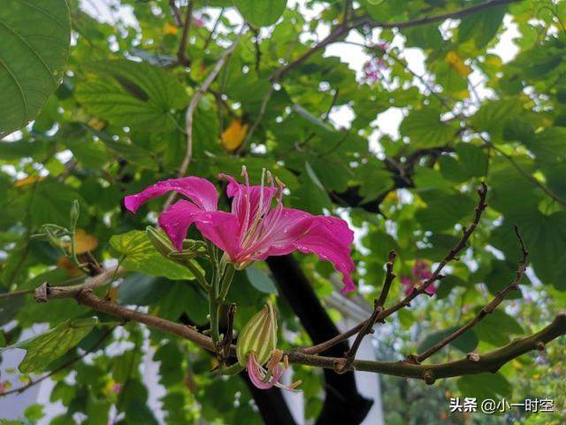 花花世界：一场大雨后，竟有这样惊艳的花团锦簇