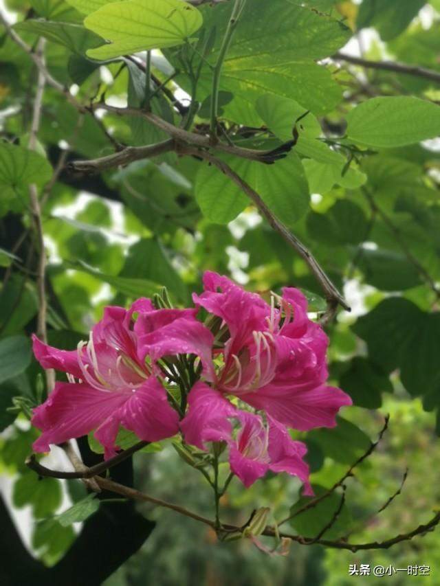 花花世界：一场大雨后，竟有这样惊艳的花团锦簇