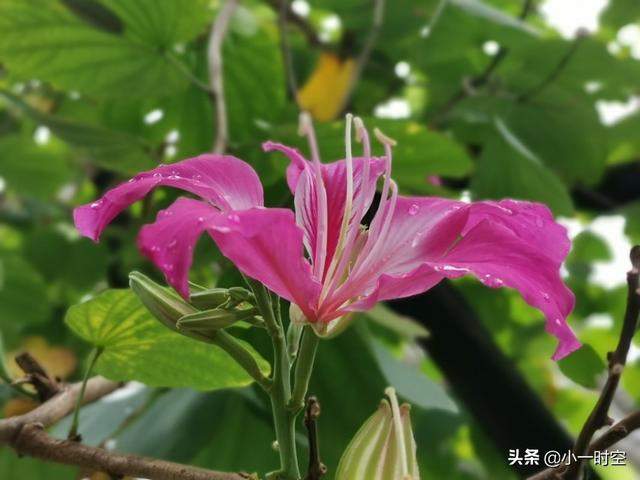 花花世界：一场大雨后，竟有这样惊艳的花团锦簇