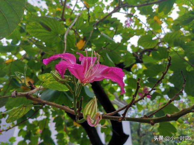 花花世界：一场大雨后，竟有这样惊艳的花团锦簇