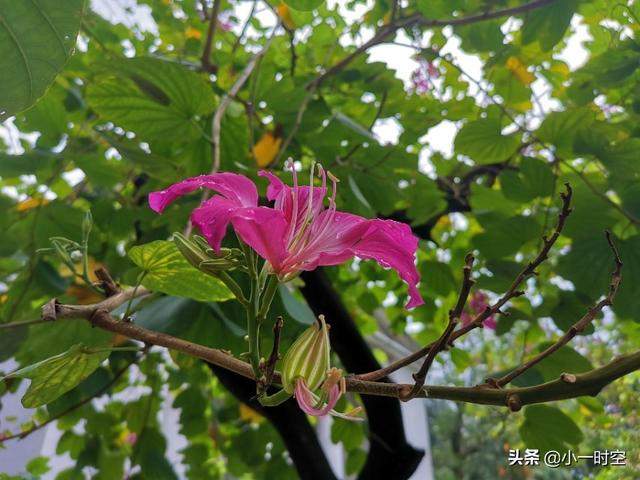 花花世界：一场大雨后，竟有这样惊艳的花团锦簇