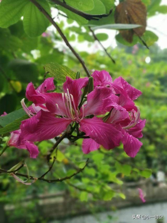 花花世界：一场大雨后，竟有这样惊艳的花团锦簇