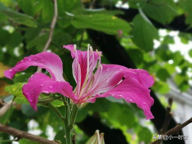 花花世界：一场大雨后，竟有这样惊艳的花团锦簇