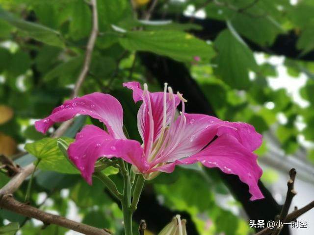 花花世界：一场大雨后，竟有这样惊艳的花团锦簇