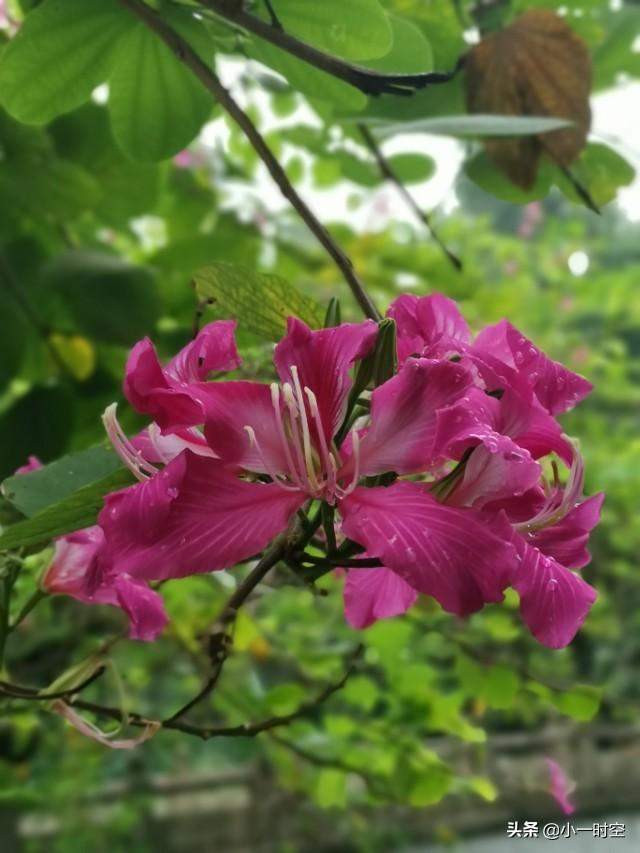 花花世界：一场大雨后，竟有这样惊艳的花团锦簇