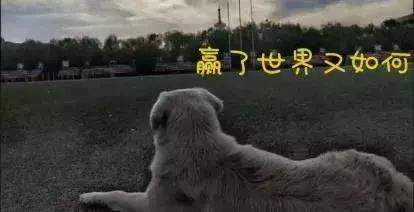 狗狗校运会拿了第三，但因违反体育精神，当场被抓，哈哈哈~