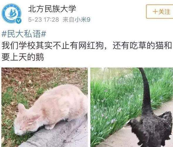 狗狗校运会拿了第三，但因违反体育精神，当场被抓，哈哈哈~