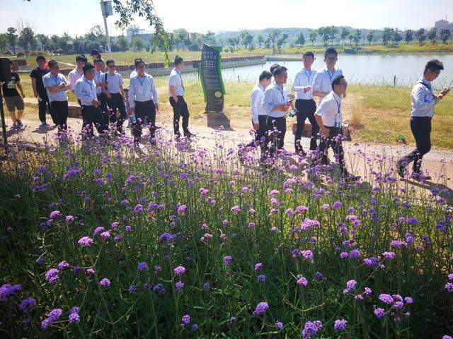 网红打卡圣地有“苏州北海道”美称的北太湖西京湾紫色花海醉游人