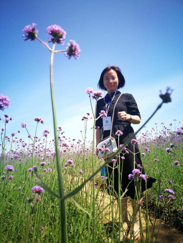 网红打卡圣地有“苏州北海道”美称的北太湖西京湾紫色花海醉游人