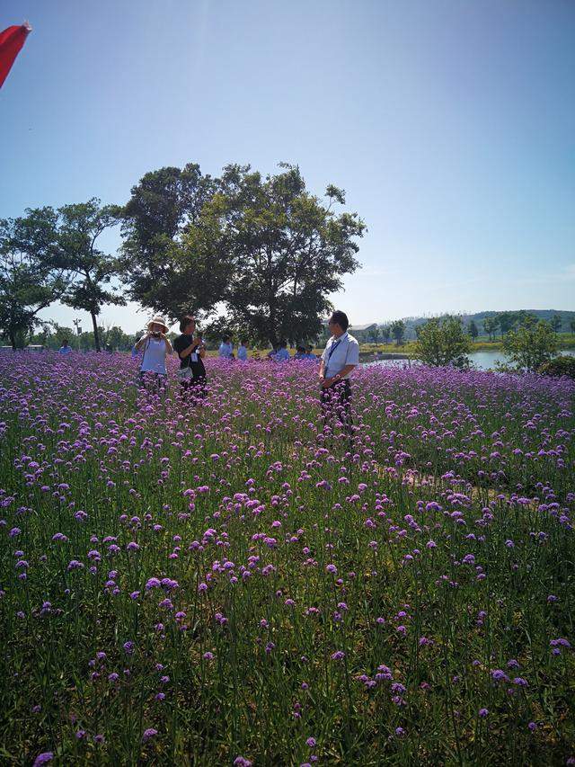 网红打卡圣地有“苏州北海道”美称的北太湖西京湾紫色花海醉游人