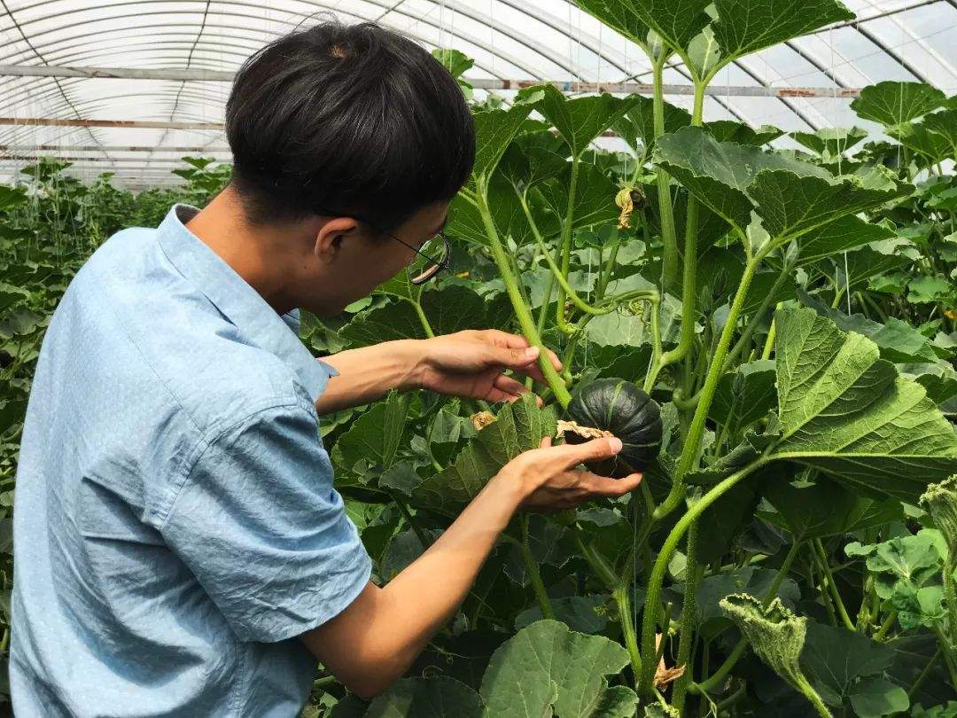 产地食材 | 好口味从规范的基地管理开始 潍坊贝贝小南瓜