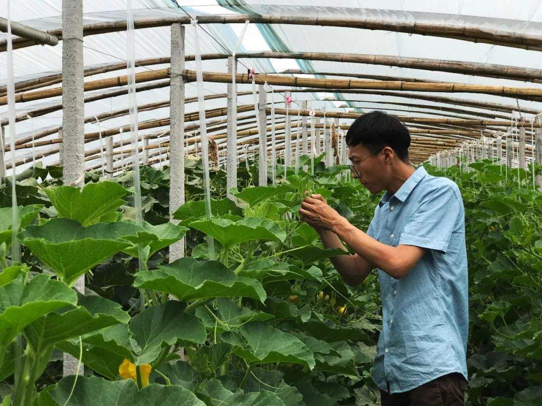 产地食材 | 好口味从规范的基地管理开始 潍坊贝贝小南瓜