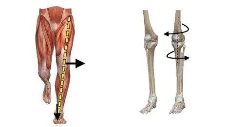 腿不直？小腿粗？可能是你不会走路