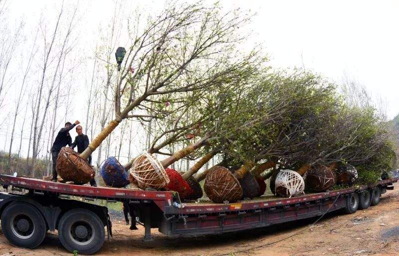 南召县：林果药一体化工程 让多彩山乡变金山