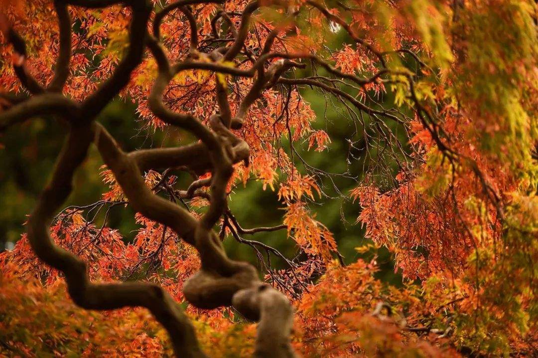 小敏姐见世界：苹果和南瓜正在聚集，我要带你去深秋里散步