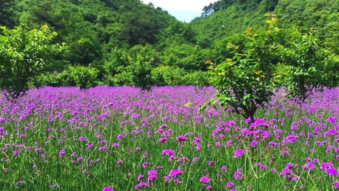 【美景】相约金兰山，许你一片浪漫紫色花海！