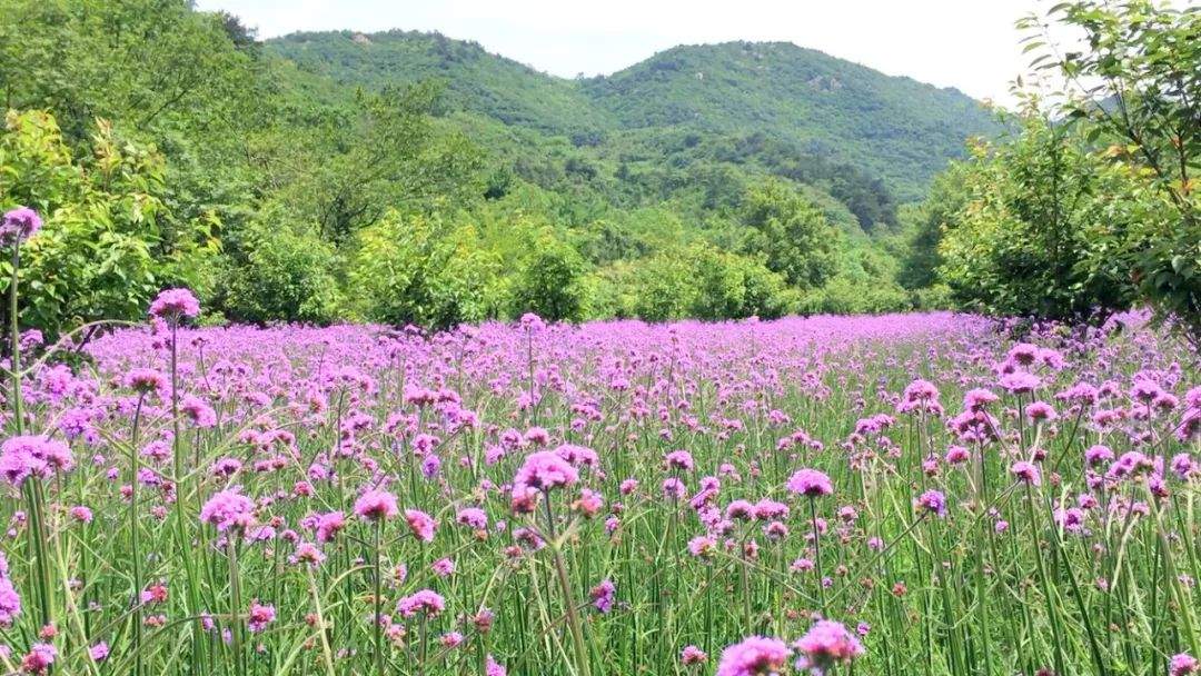 【美景】相约金兰山，许你一片浪漫紫色花海！