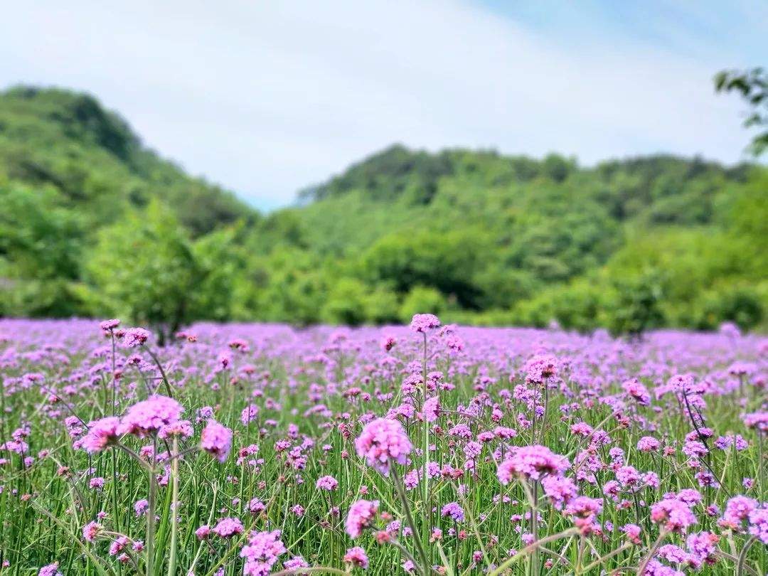 【美景】相约金兰山，许你一片浪漫紫色花海！