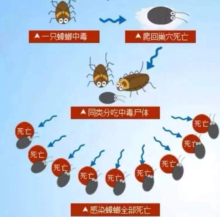 轻轻一点，蟑螂不见，霍顿 · 杀蟑胶饵，对付蟑螂很简单