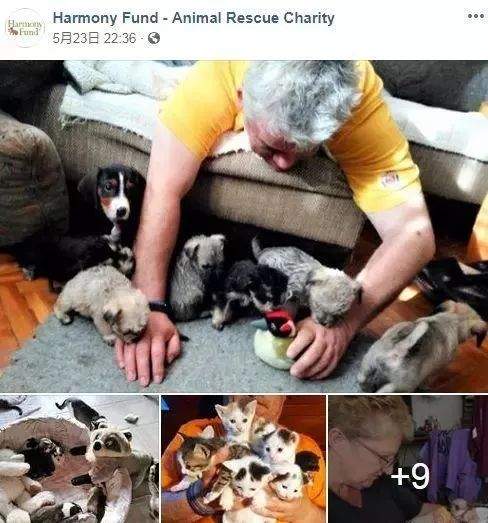 不忍流浪犬风餐露宿，男子许450只狗狗一个温暖的家，目前还在继续……