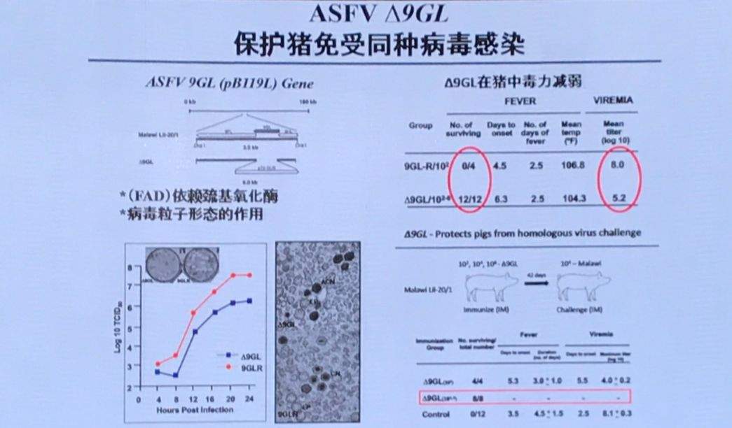 关于非洲猪瘟，你想知道的都在这！