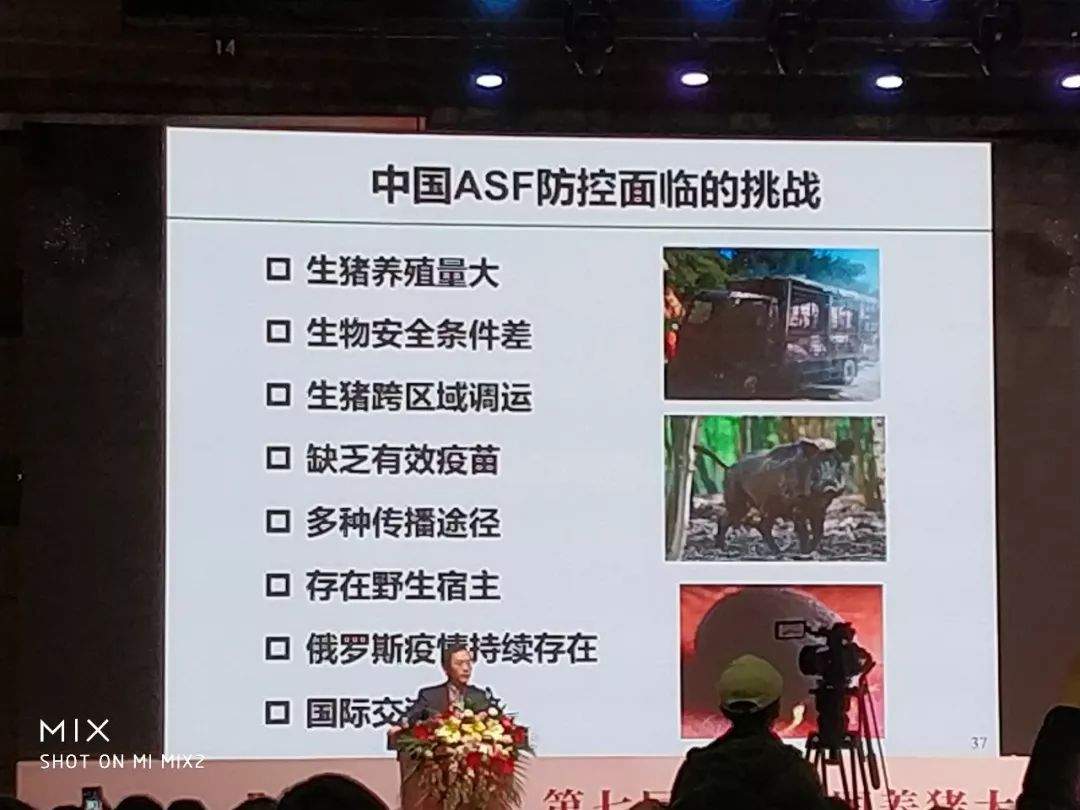 关于非洲猪瘟，你想知道的都在这！