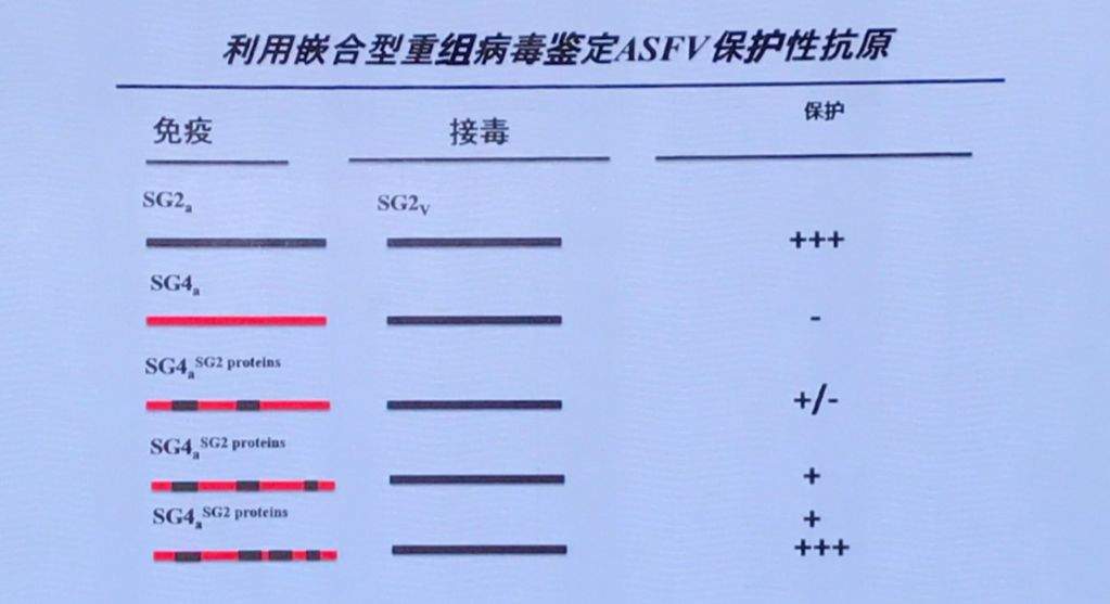 关于非洲猪瘟，你想知道的都在这！