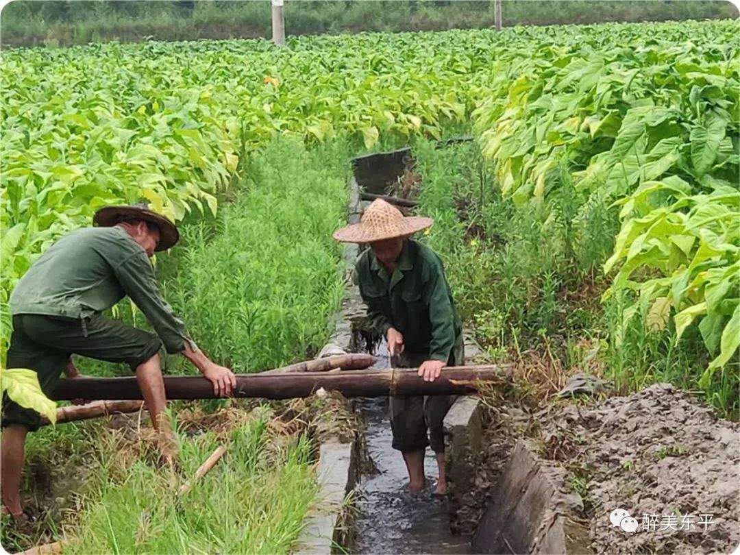 牢牢把握防汛主动权，东平镇全面抓好防汛有备之战