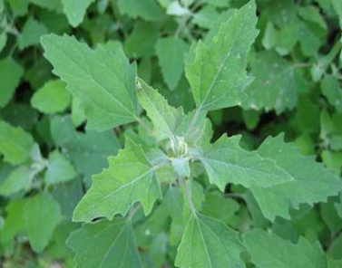 山间地头常见野菜的功效及吃法