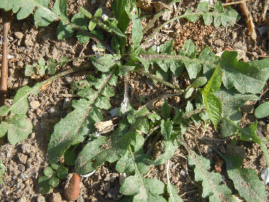 山间地头常见野菜的功效及吃法