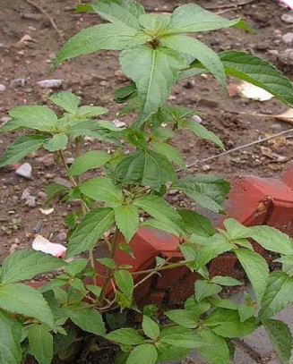 山间地头常见野菜的功效及吃法