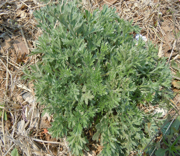 山间地头常见野菜的功效及吃法